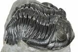 Cluster Of Three Trilobites (Hollardops & Austerops) - Ofaten, Morocco #365714-11